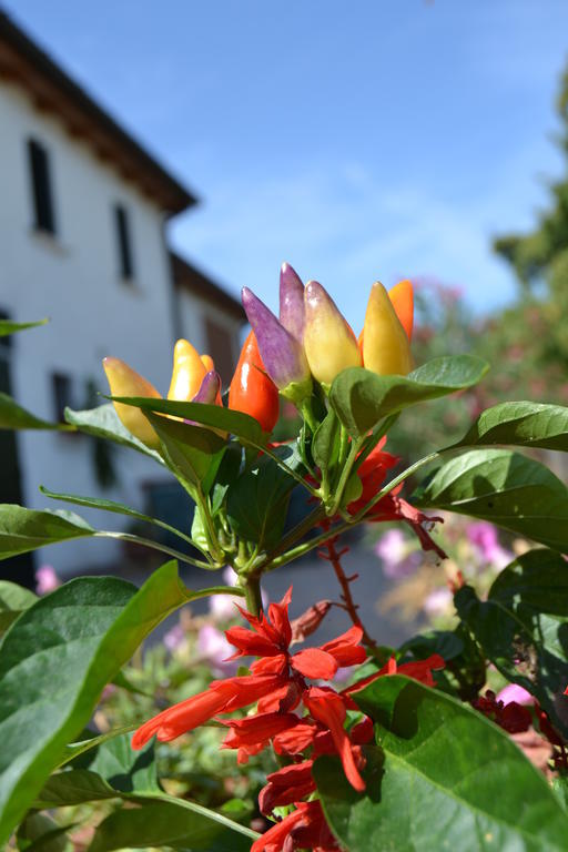Country House Bucaneve Rovolon Bagian luar foto
